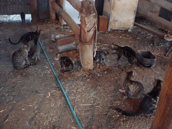 wilde Katzen auch...