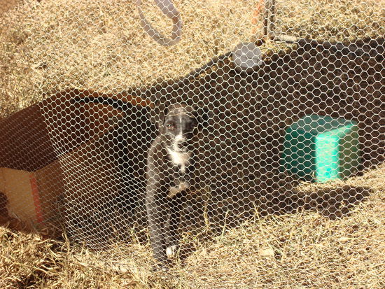 die neue Nachwuchshütehündin kam auch an als ich da war - so süß!