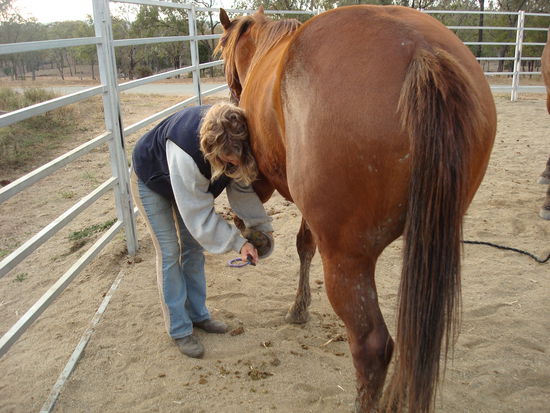 Füße der Pferde säubern bevor ich sie im "walker" ne Weile laufen lass, damit sie in Form bleiben