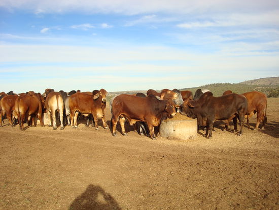 ja, Brahman-Bullen sehn schon anders aus als das was ich so von daheim kenn - aber auch die Brahman Rasse hab ich kennen und lieben gelernt!