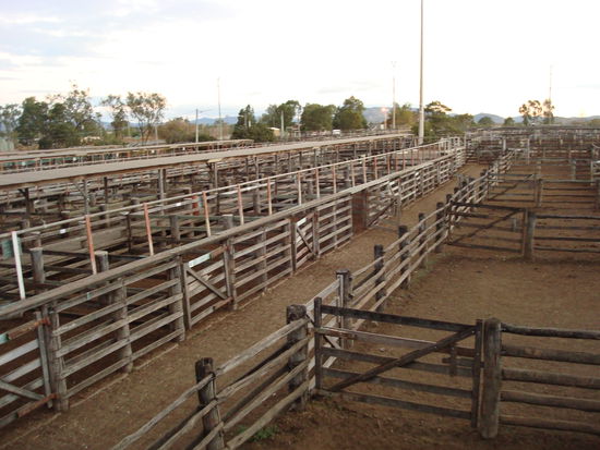 Die Yards vom Verkaufsring in Rockhampton
