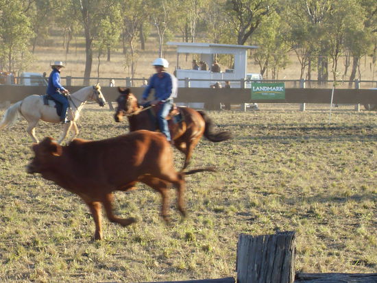 Ein Rind muss aussortiert, rausgetrieben, um 2 Tonnen und dann zwischen 2 Tonnen durchgetrieben werden...das will ich auch irgendwann können!