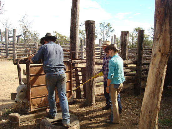 das Kalb muss sitzen