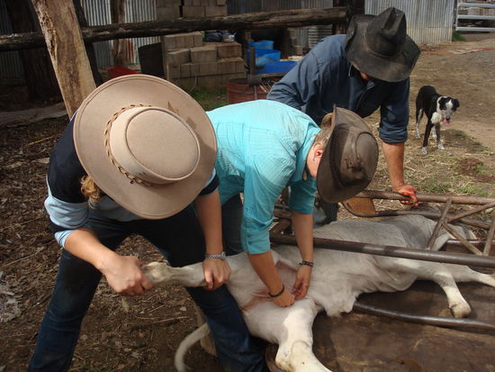 Ich beim Kastrieren - ja wo sind die Eier denn hin?