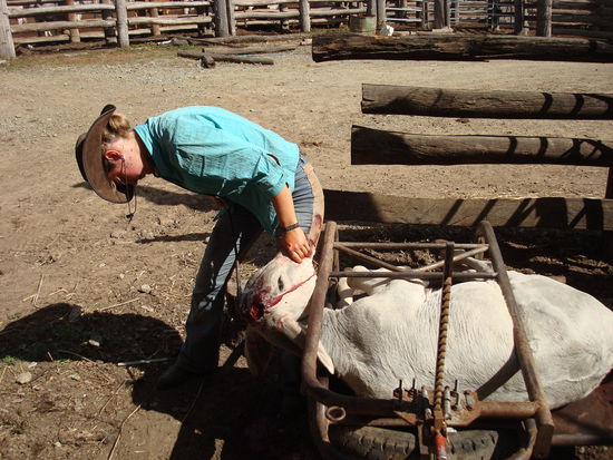 Enthornen - Venen zubrennen - aber net sich selbst anbrennen (so wie ich dat gemacht hab...)