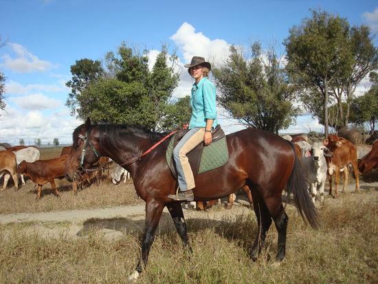 Mustering auf Cashews - superschöner Hengst!