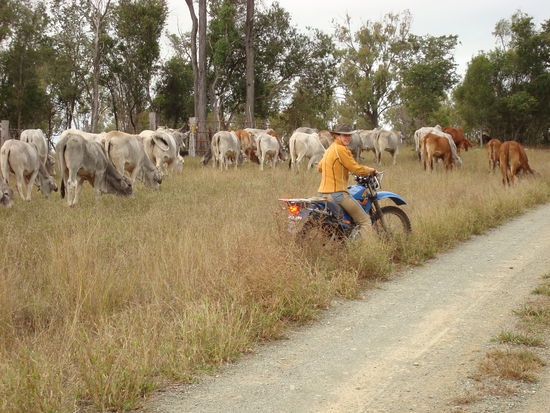 Mustering mit dem Motorrad - auch geil! (solang ich mich net ma wieder ableg - nämlich ziemlich schwer als Anfänger in der Wies mit lauter Steinen etc....)