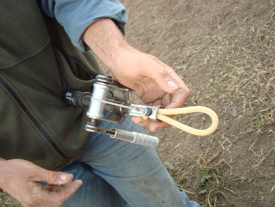 Stripping - Abbinden des Sacks von Bullen - leicht schmerzhaft für das Tier - fand ich sehr interessant - wer weiß wofür ich das noch brauchen kann 