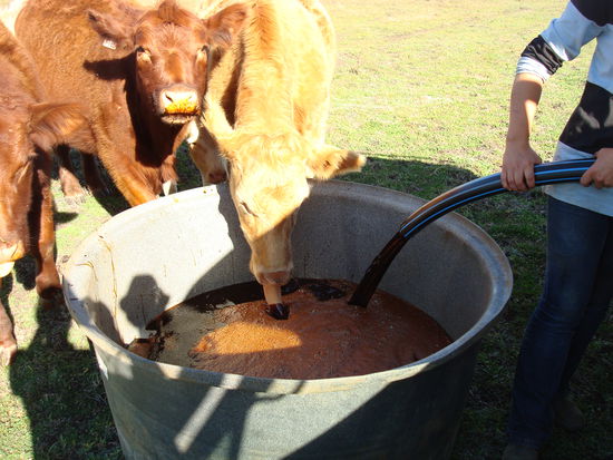 Molasses füttern - hm, dat schmakt!