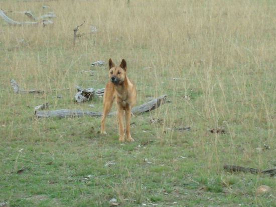 Dingo