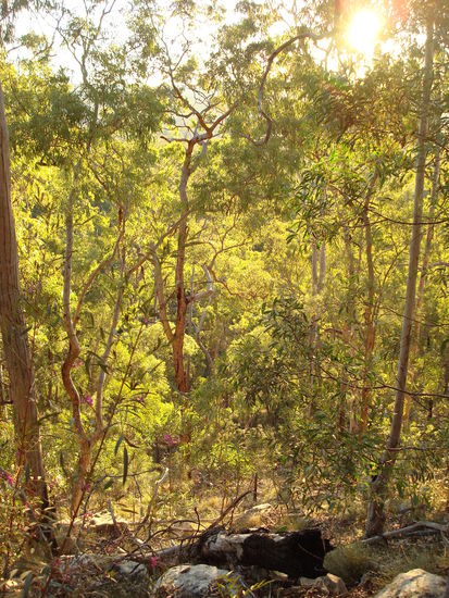Ein Waldstück in Cattlecreek