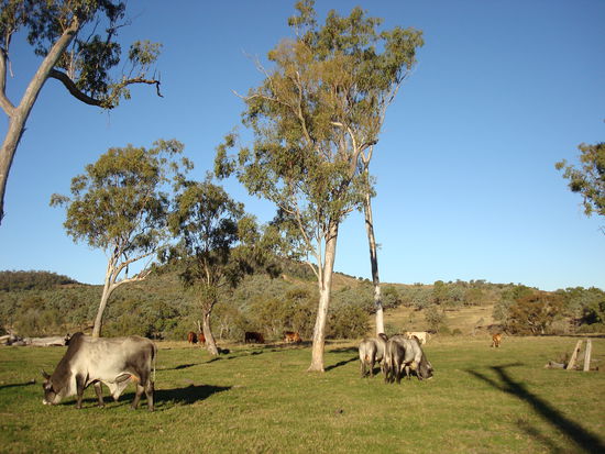 glückliche Bullen - ich wär hier auch glücklich!