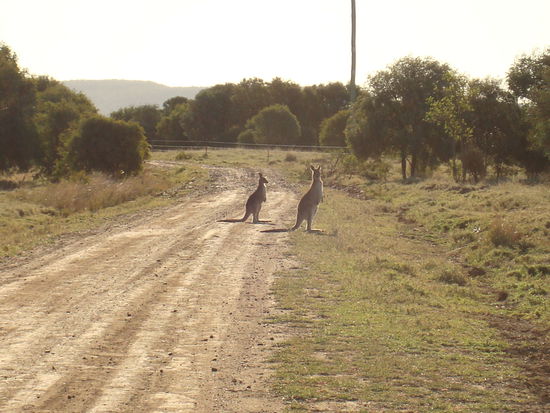 Känguruhs begrüßen mich...