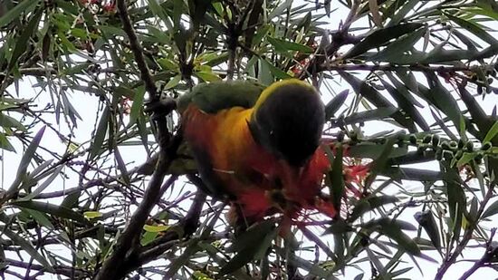 Der hat uns mit seinem Geschrei wach gemacht!