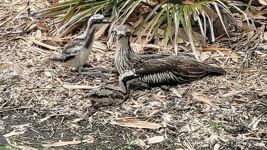 Botanischer Garten mit Trielen