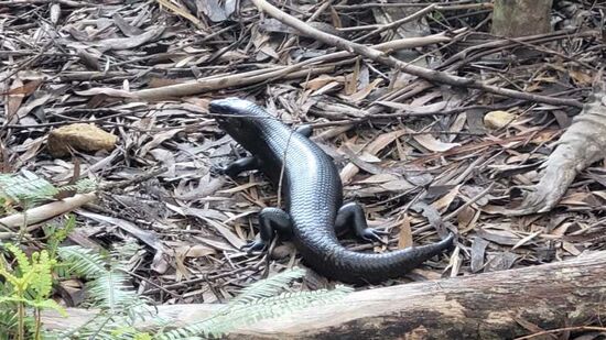 Ein Reisenskink (Land Mullet, 65cm lang)