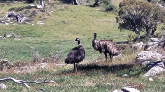 Verlassen in der Wildnis