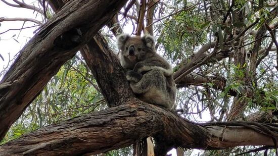 Augen auf! Die Insel der Koalabären ruft!