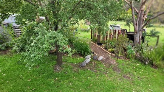 Perlhühner gab es auch auf der Farm