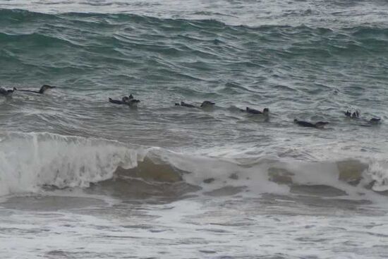 Noch zu scheu um anzulanden.