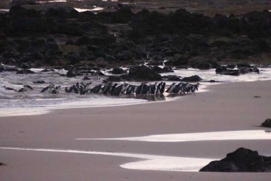 Nur 35 Zentimeter messen die kleinsten Pinguine der Welt, die jeden Abend pünktlich nach Einbruch der Dunkelheit zu Hunderten auf Phillip Island aus den Fluten watscheln.