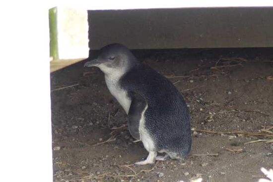 Einer der sich verlaufen hat  Kleiner blauer Zwergpinguin