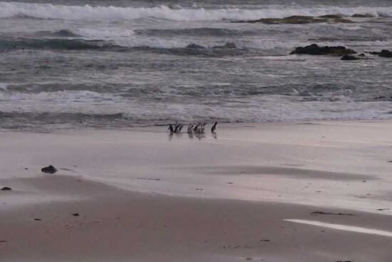 Da kommen sie endlich um in ihre Bruthöhle zurück zu kommen.
