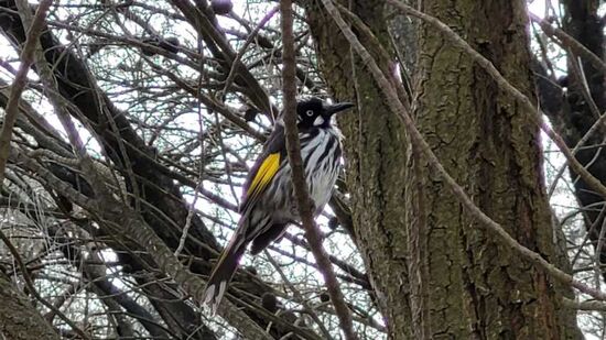 Komischer Vogel (Weißaugen-Honigfresser)