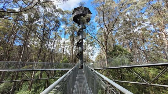 Der Aussichtsturm im Otway Fly Treetop