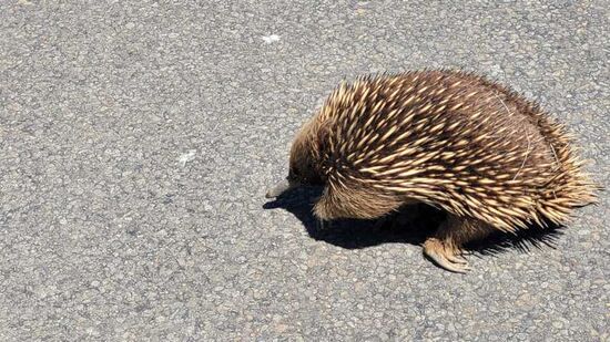 Er schon: Schnabeligel oder Echidna