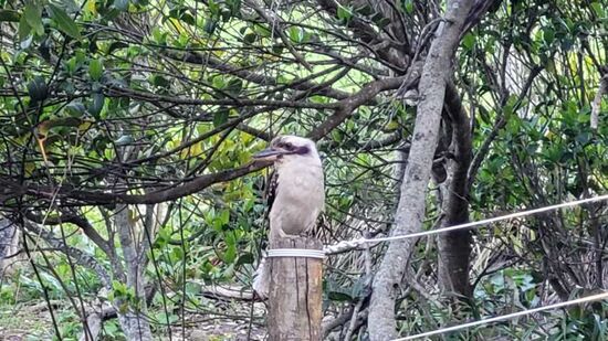 Lachender Hans oder einfach Kookaburra (Größter Eisvogel (Kingfisher) der Welt)