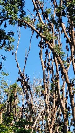 Flughunde am Clarence River