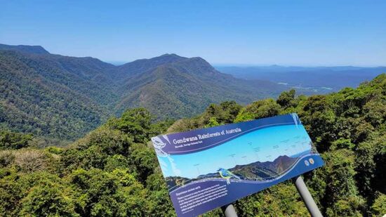 Einer von den schönen Gondwana Wäldern