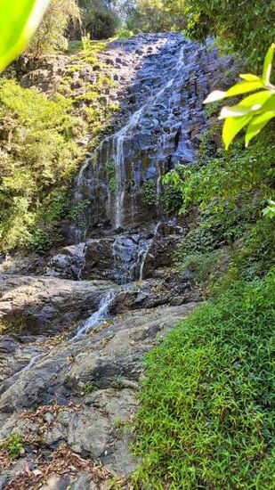 Tristania Wasserfall im wilden Urwald von Dorrigo NP