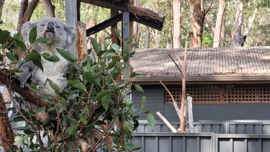 Dem geht es schon gut!