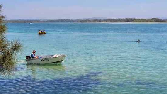 Delfine an der Brücke in Foster (Wallis Lake)