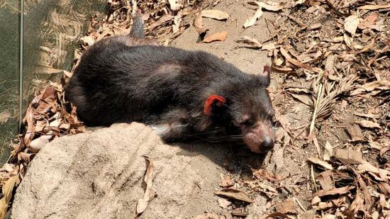 Tasmanischer Teufel im Wildlife (zweite Attraktion)