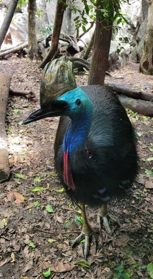 Helmkasuar im Wildlife