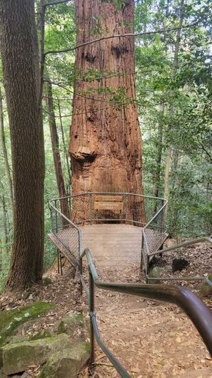Riesige Bäume im Tal