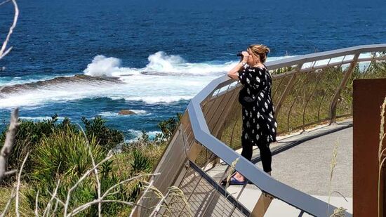 Beobachtung der Robbe 