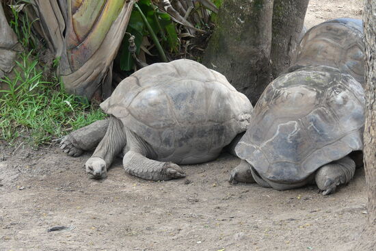 Aldabra-Riesenschildkröten