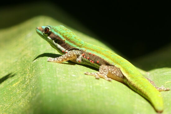 Mauritius Taggecko