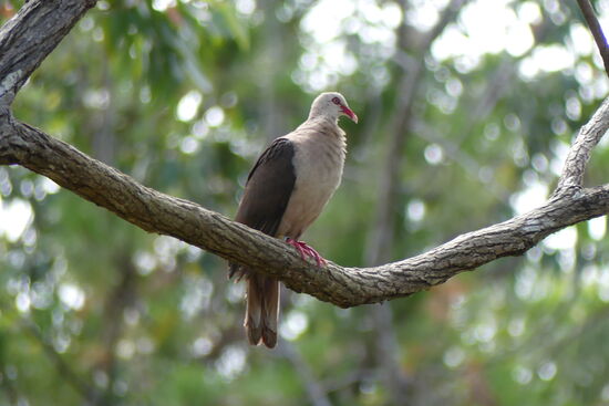 Rosataube die seltenste Taubenart der Welt