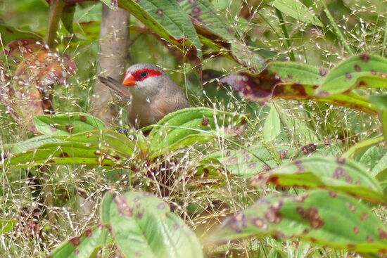 Wellenastrild (Prachtfink)
