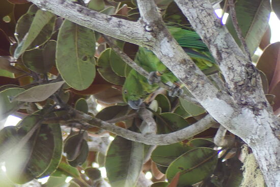 Mauritius Sittich, er war kurz vorm Aussterben!