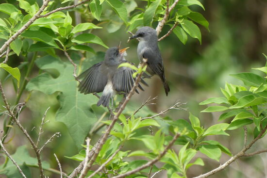 Mauritius Brillenvogel