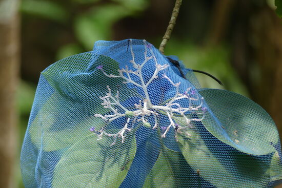 Korallen Baum, davon gab es nur noch 10 Pflanzen!