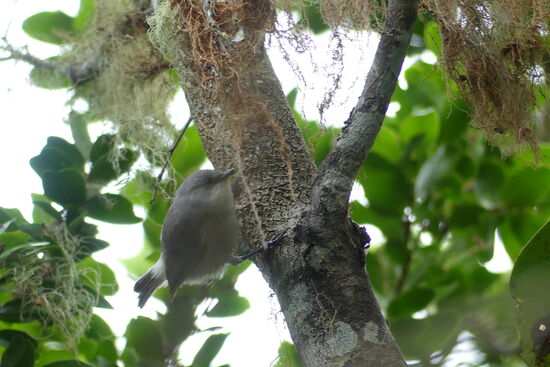 Mauritius Grey White Eyes