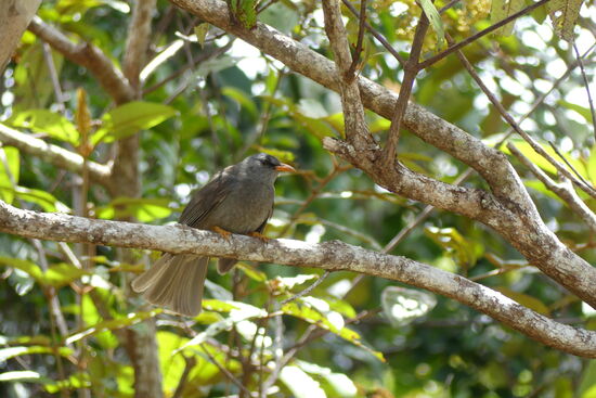 Mauritius Bul Bul