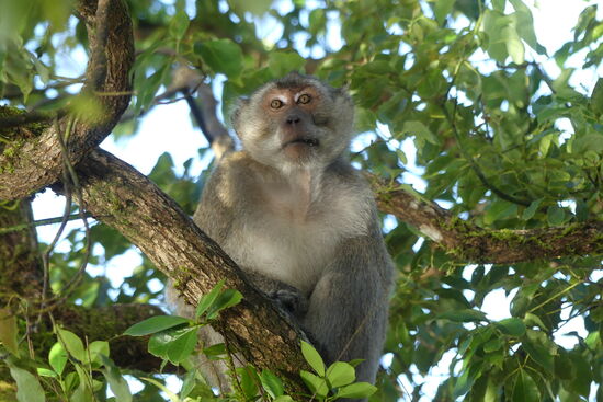 Die Wächter des Tempels: Makaken
